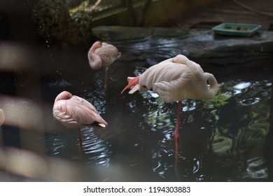 Flamingos in the Zoo - Shutterstock ID 1194303883