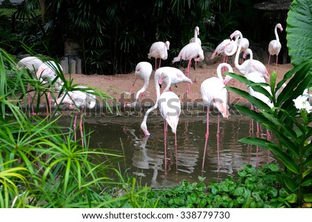 Flamingos in the zoo