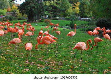 Flamingos at the zoo of Cologne.