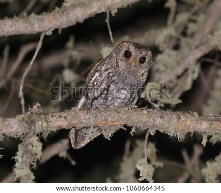Flammulated Owl in pine tree