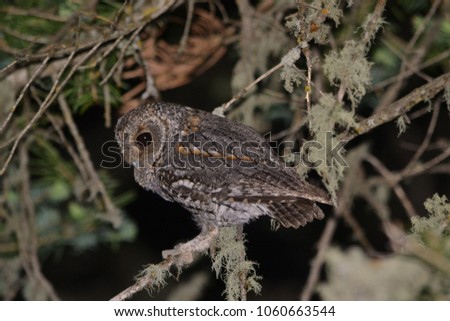 Flammulated Owl in tree