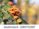 Flammulina filiformis, an edible mushrooms growing on green moss close up in the natural environment in autumnal yellow forest in autumn ( winter mushrooms, wild enoki, enokitake, golden needle )