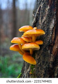Flammulina velutipes (Enoki or Velvet Shank) mushroom on the tree. Cluster of Enoki mushrooms growing on the old tree surrounded by moss. Mushroom caps are covered by layer and drops of water.