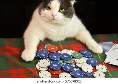 Gambling Cat