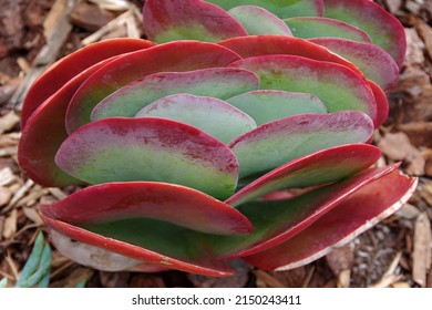 Flapjack Paddle Plant ‘Kalanchoe Thyrsiflora’ with red-bordered leaves