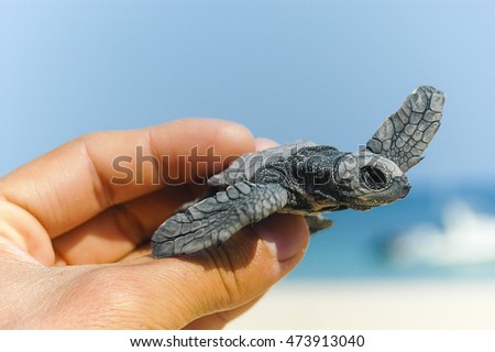 Flapping

Found this olive ridley turtle hatchling on North East Island, an important sea turtle rookery, off Groote Eylandt.