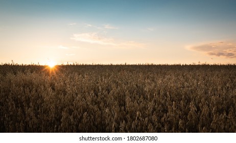 The Flare Light Shining Through Oats Field