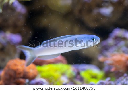 Flashing Tilefish (Hoplolatilus chlupatyi) beautiful marine fish from Indonesia