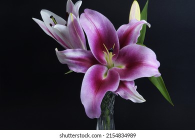Flashpoint purple, pink and white Oriental Trumpet Lily closeup on a black background in a crystal vase. Beauty in nature image.  