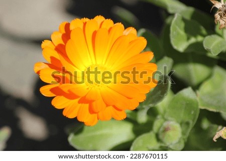 Flashy bright orange calendula flower in a garden