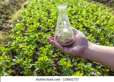 Flask With Soil In It In The Celery Field, Doing Lab Test With The Soil