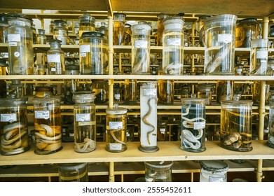 flasks and test tubes with samples of living organisms in formaldehyde on the shelf of a scientific secret biochemical laboratory