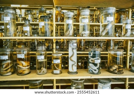 flasks and test tubes with samples of living organisms in formaldehyde on the shelf of a scientific secret biochemical laboratory