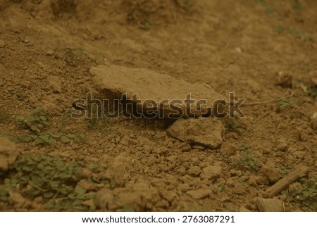 Flat broken stone piece resting on the dry barren earth in Birbhum West Bengal under low ambient lighting capturing raw macro textures that imply systemic poverty and economic crisis balanced by deep local resourcefulness for ground and terrain concepts.
