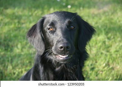 Flat Coated Retriever