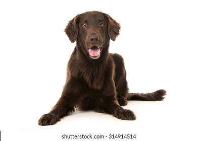 Flat Coated Retriever