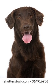 Flat Coated Retriever