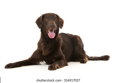 Flat Coated Retriever