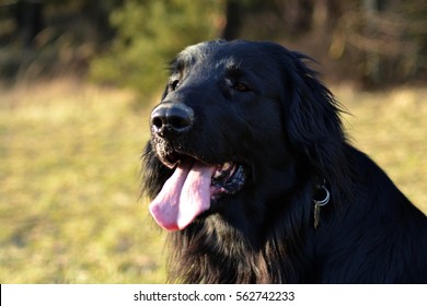 Flat Coated Retriever