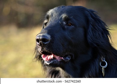 Flat Coated Retriever