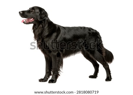 Flat Coated Retriever Glossy Solid Black Long Coa Isolated On White Background