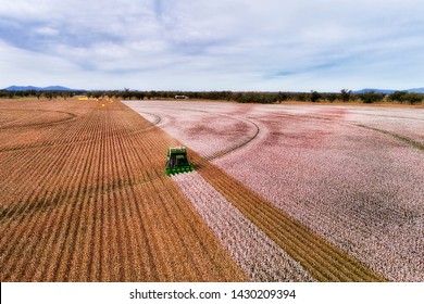 Flat Cultivated Agricultural Farm Fields Of Australia Under Cotton Plants During Harvesting Season With Combine Tractor Picking White Snow Cotton Boxes.