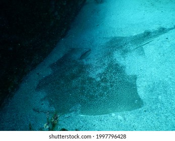 Flat Dot Pattern Angel Shark