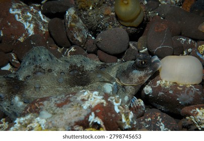 A flat fish possibly a Dab lying on a pebbly sea bed where it is well camouflaged