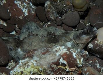 A flat fish possibly a Dab lying on a pebbly sea bed where it is well camouflaged