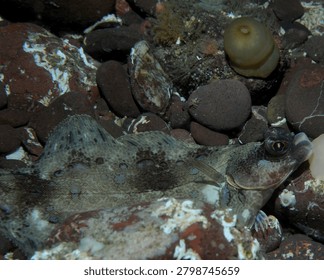 A flat fish possibly a Dab lying on a pebbly sea bed where it is well camouflaged