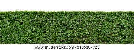 Flat green tree wall hedge (fence) isolated on white background for park or garden decorative, (fukien Tea, philippine Tea, carmona retusa (vahl) masam.)