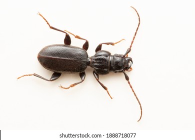 Flat ground beetle, Coreoblemus miyamai, Satara, Maharashtra, India 