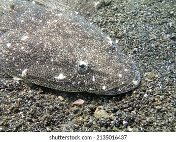 A flat head fish that mimics the bottom of a sandy sea