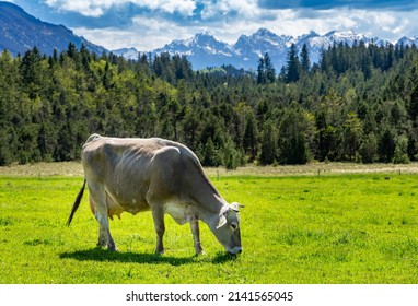 Flat Hike In The Foothills Of The Alps: View Of The Alps With A Brown Cow From Wies, Wildsteig Towards The Allgäu Alps, Austria In Spring 