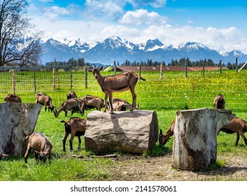 Flat Hike In The Foothills Of The Alps: View Of The Alps With Goats From Wies, Wildsteig Towards The Allgäu Alps, Austria In Spring 