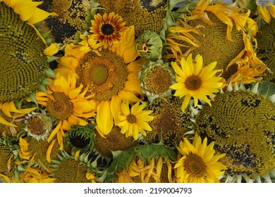 Flat Lay Background With Diverse Sunflowers. - Shutterstock ID 2199004793
