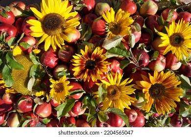 Flat Lay Background With Diverse Sunflowers And Red Apples. - Shutterstock ID 2204565047