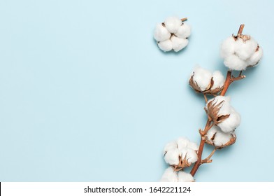 Flat lay Beautiful cotton branch on blue background top view copy space. Delicate white cotton flowers. Light color cotton background. Cotton production