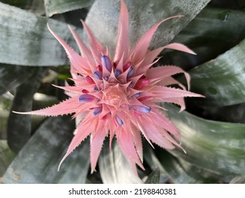 Flat Lay Of Beautiful Exotic Tropical Flowering Plant, The Cacti Pink Flora With Green Leaves Growing In Conservatory Garden In Hot House Environment With Temperate Climate Control Under Glass