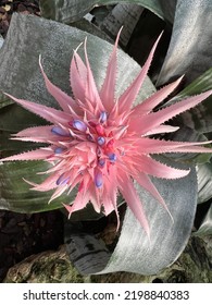 Flat Lay Of Beautiful Exotic Tropical Flowering Plant, The Cacti Pink Flora With Green Leaves Growing In Conservatory Garden In Hot House Environment With Temperate Climate Control Under Glass