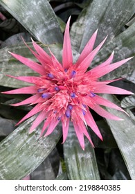 Flat Lay Of Beautiful Exotic Tropical Flowering Plant, The Cacti Pink Flora With Green Leaves Growing In Conservatory Garden In Hot House Environment With Temperate Climate Control Under Glass