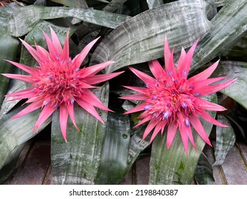 Flat Lay Of Beautiful Exotic Tropical Flowering Plant, The Cacti Pink Flora With Green Leaves Growing In Conservatory Garden In Hot House Environment With Temperate Climate Control Under Glass