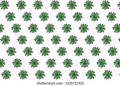 Flat lay of beautiful pattern of green succulents isolated on pink background, top view.