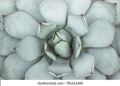 flat lay of blue succulent plant with thorn in garden