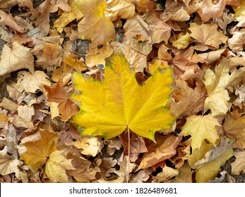 Nostalgia Many Leaves Images Stock Photos Vectors Shutterstock