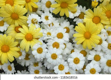 Flat lay close up photo of a cluster of bright yellow and white daisies with droplets of water