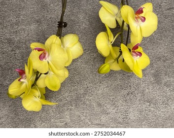 Flat Lay Close Up Of Yellow Orchids On Grey Textured Copy Space Background