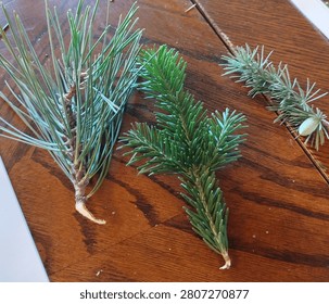 A flat lay close-up comparing three types of conifer branches—pine, fir, and cedar with a tiny cone—arranged on a rustic wooden table surface.