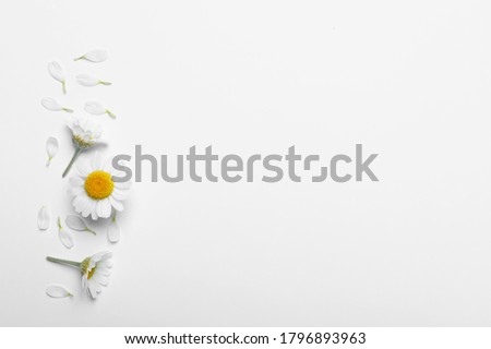 Flat lay composition with fresh chamomiles on white background. Space for text