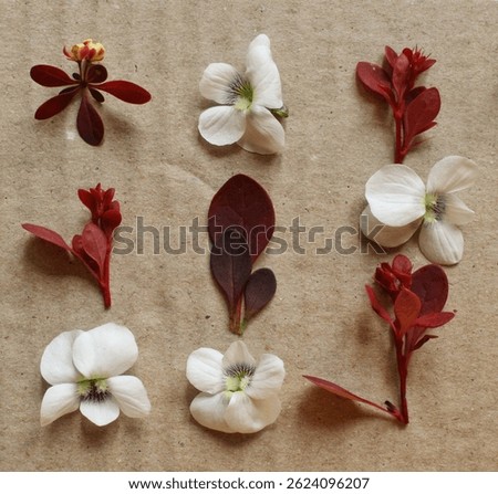 A flat lay composition of pressed white violet flowers and small red leaves and buds, arranged in a symmetrical and artistic pattern on a textured beige background. The natural elements create a visua